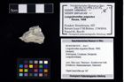 Foto (Objekt + Etikett) von Longodromites angustus (Reuss, 1858)  (NHMW-GEO-2014-0194-1015)